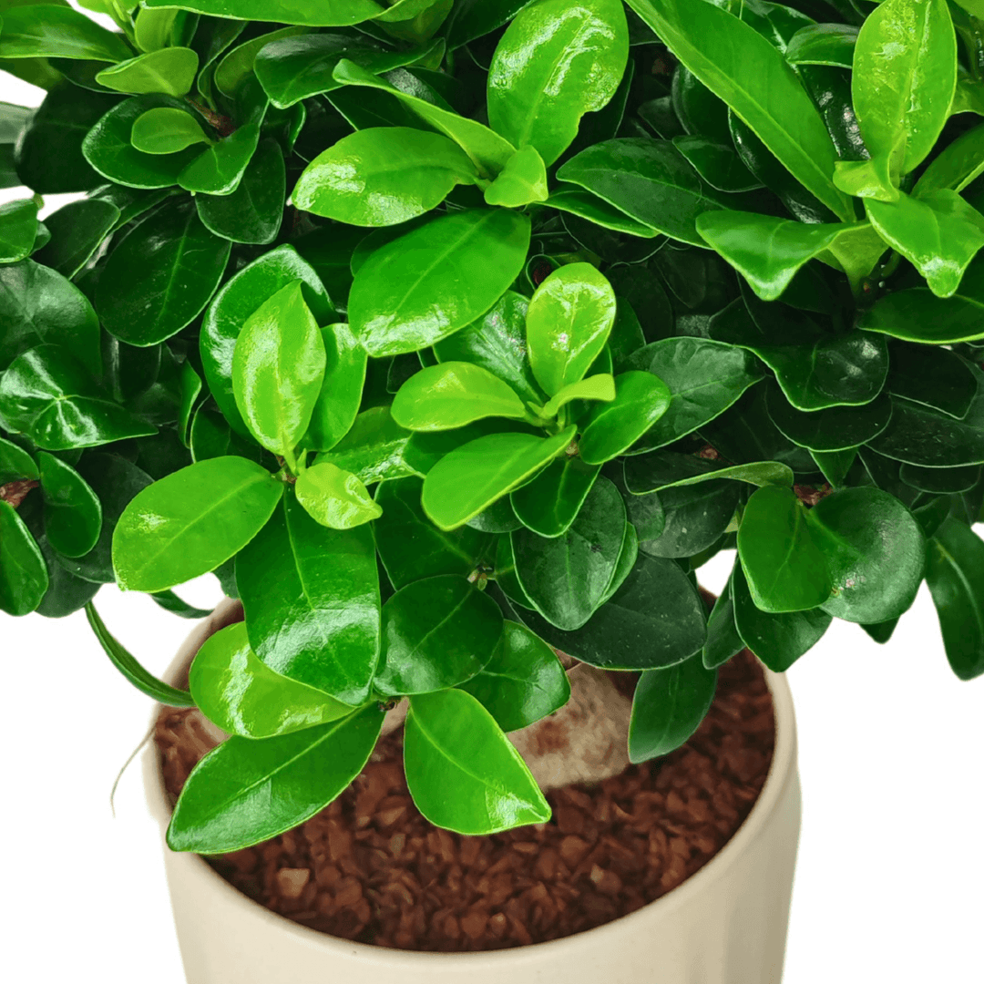 Bonsai Ficus Ginseng - Altezza Pianta 50 cm, Vaso di Ceramica 'Bagua' Diametro 16 cm