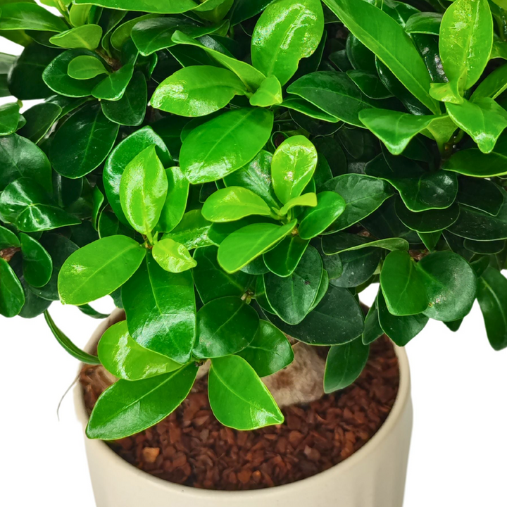 immagine di un dettaglio del  Bonsai Ficus Ginseng in vaso con foglie verdi e lucide tutto su sfondo bianco 