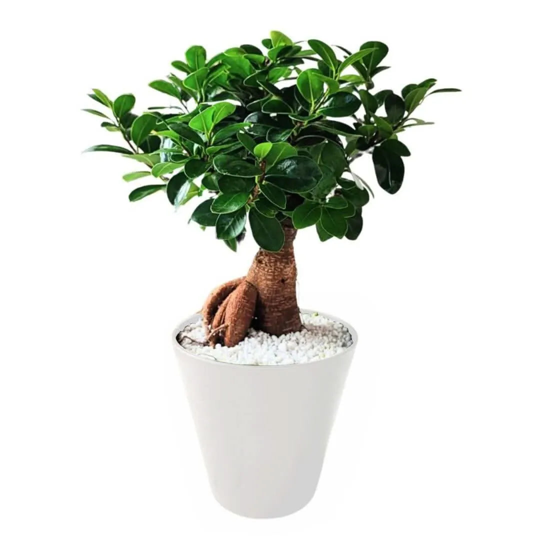 Bonsai Ficus Ginseng in vaso bianco con substrato di perlite

