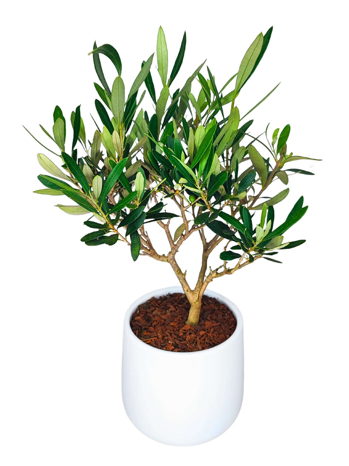 Bonsai Olivo  Puglia Vaso di Ceramica