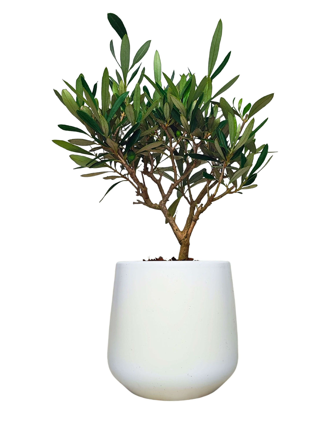 Bonsai Olivo  Puglia Vaso di Ceramica