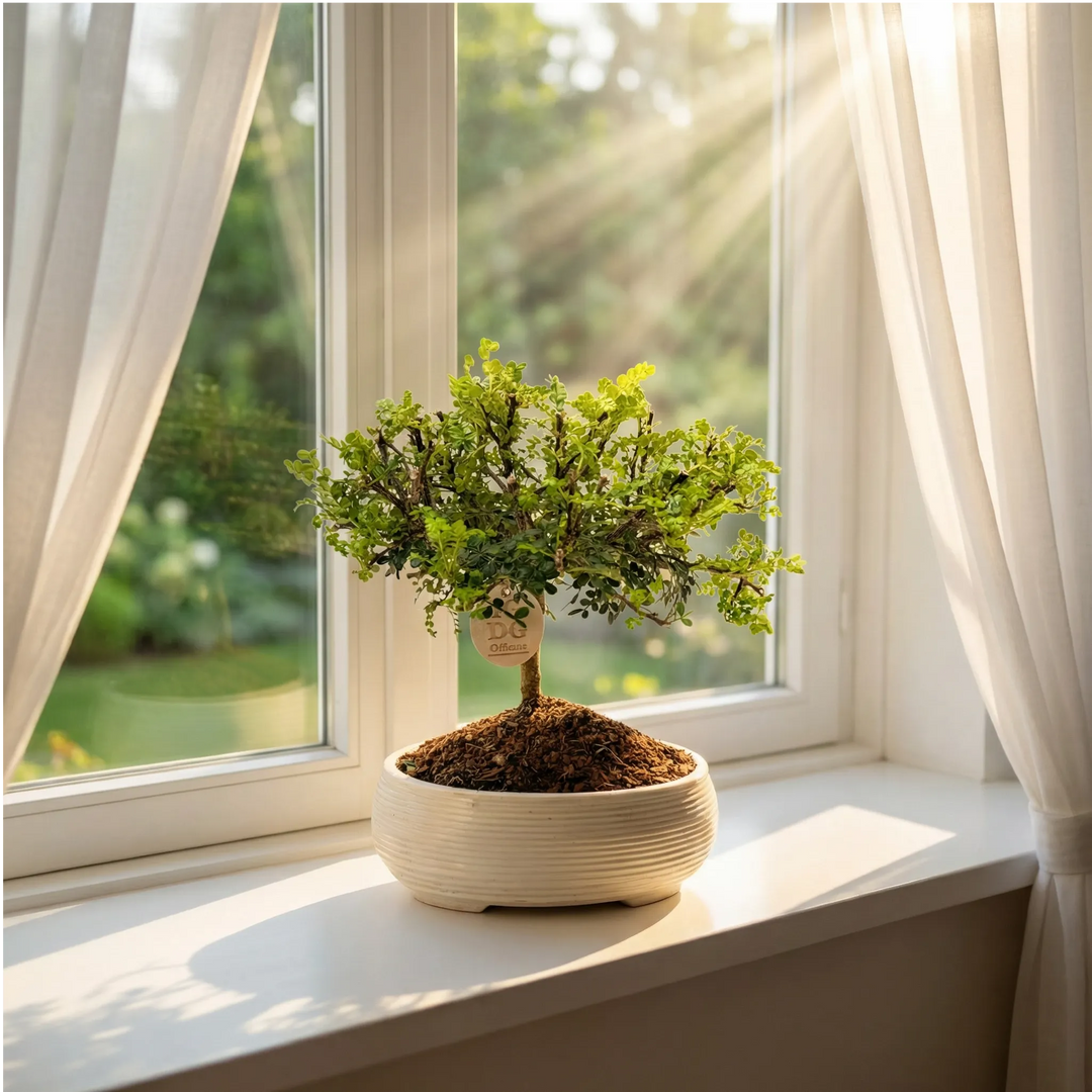 Bonsai di Pepe su davanzale luminoso con luce naturale del mattino ambiente domestico