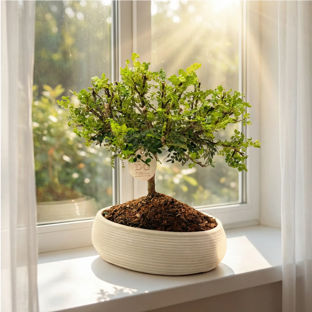 Bonsai di Pepe su davanzale luminoso con luce naturale del mattino .