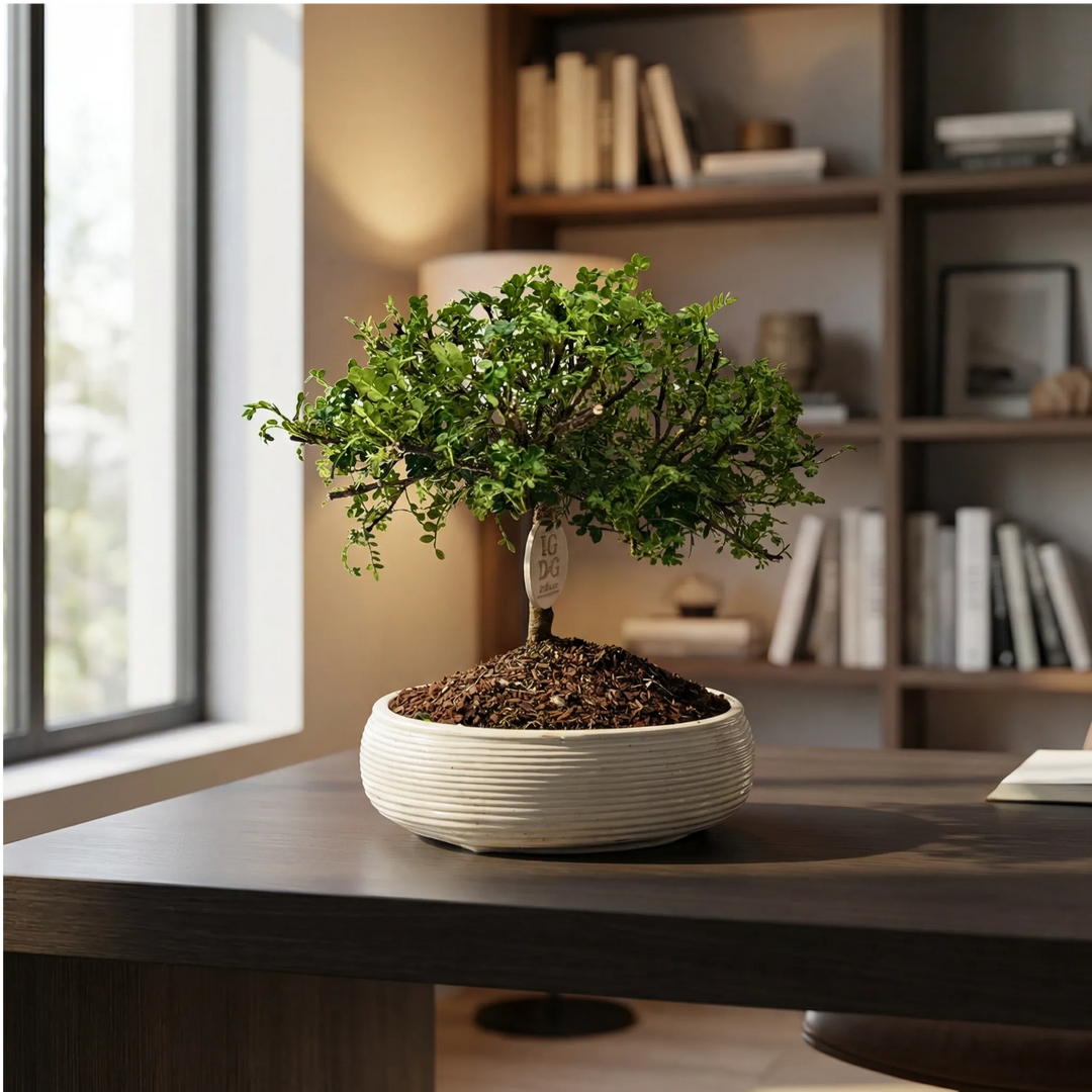  Bonsai di Pepe su scrivania moderna minimalista ideale per ufficio e smart working