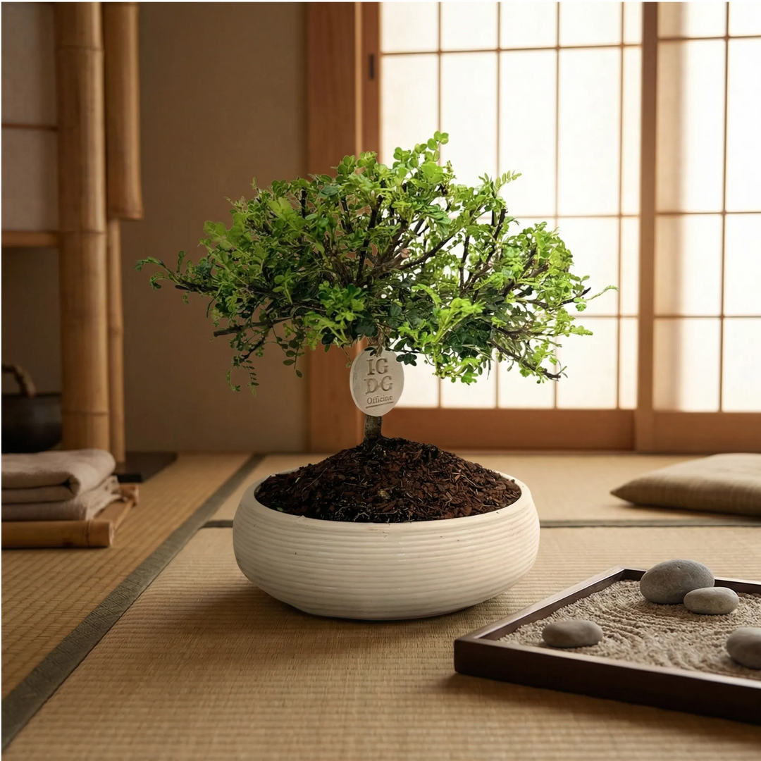 Bonsai di Pepe in ambiente zen giapponese con tatami e giardino zen decorativo