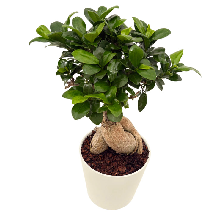 Vista dall’alto del bonsai Ficus Ginseng Dallas con foglie fitte e vaso da 16 cm

