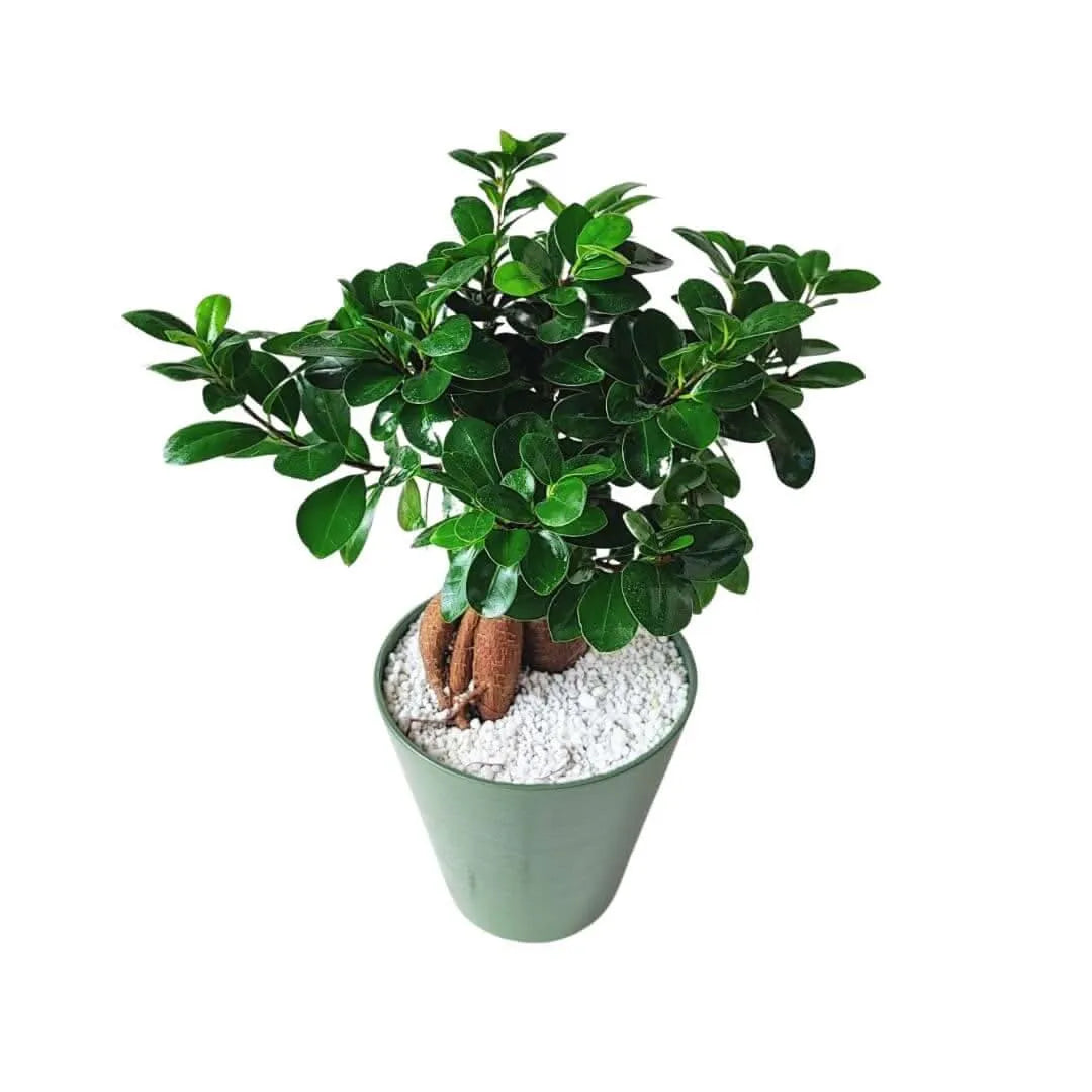 Bonsai Ficus Ginseng in idrocultura con vaso verde e perlite

