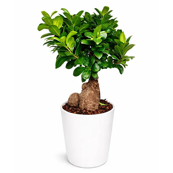 Bonsai Ficus Ginseng Vaso di Ceramica Dallas Altezza Pianta 40 cm