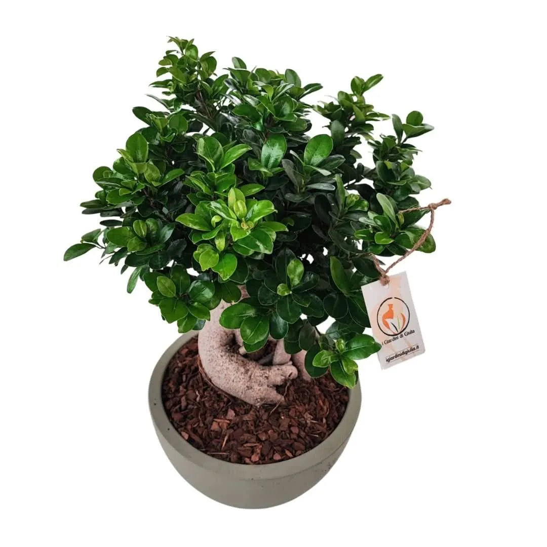 Bonsai ficus ginseng in vaso thetis 30 cm - i Giardini di Giulia  