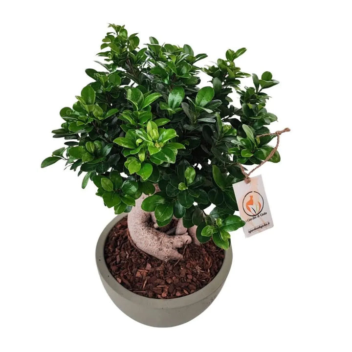 Bonsai ficus ginseng in vaso thetis 30 cm - i Giardini di Giulia  