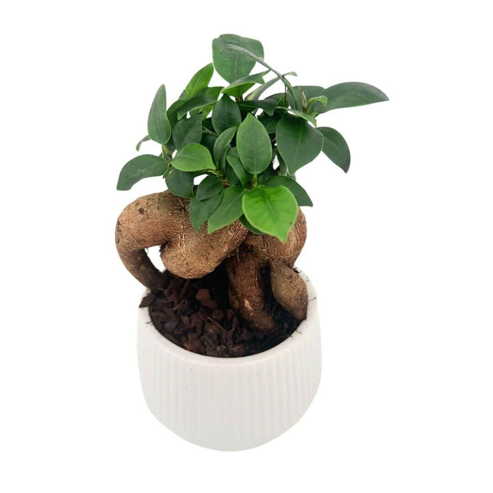 Bonsai ficus ginseng in vaso ceramica bianco