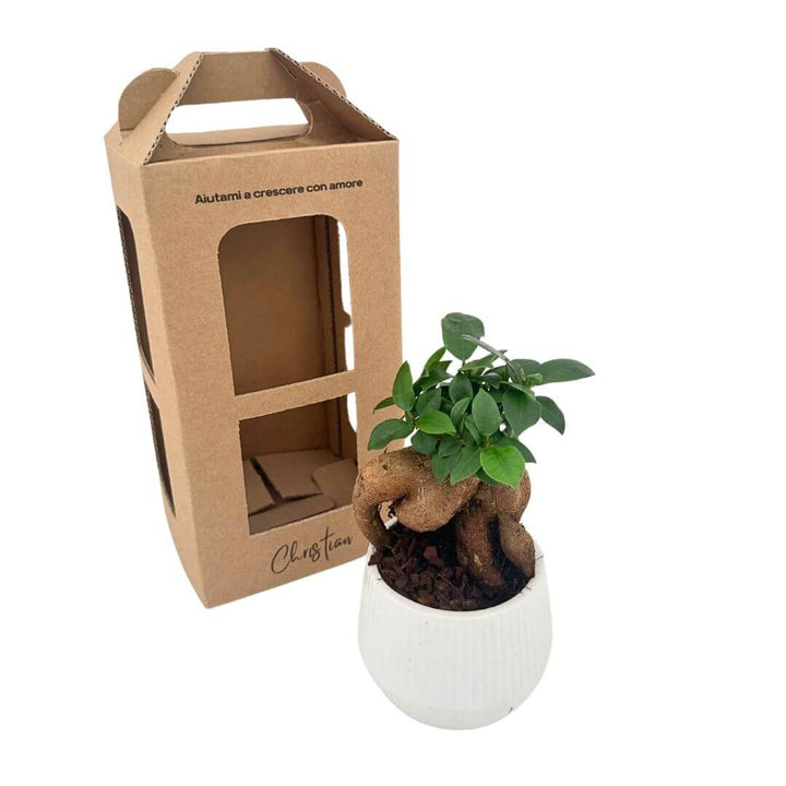 Bonsai ficus ginseng in vaso ceramica bianco