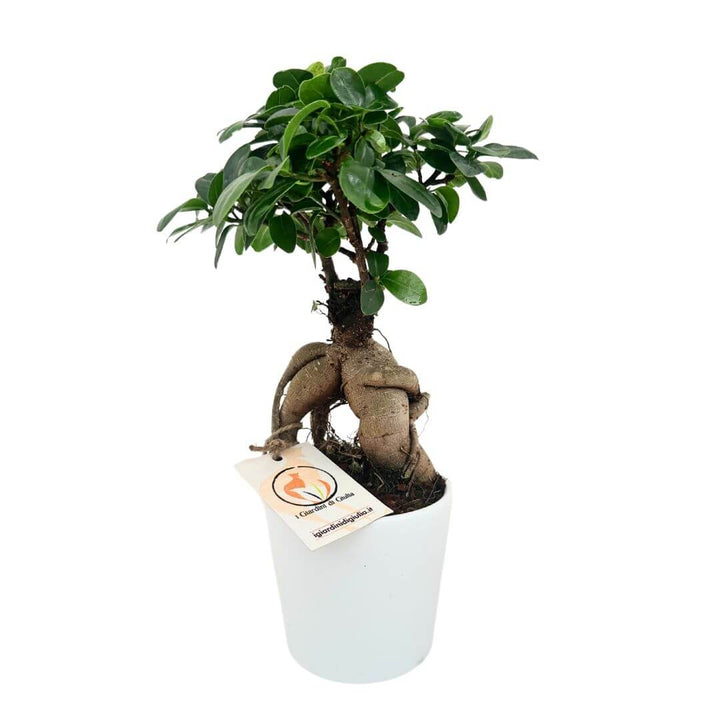 Bonsai ficus ginseng in vaso Dallas