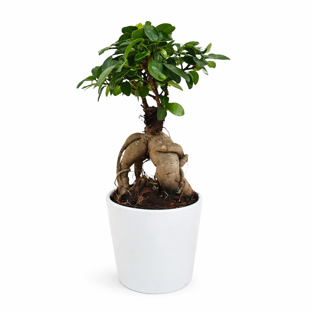 Bonsai Ficus Ginseng Dallas in vaso bianco da 13 cm con fogliame compatto
