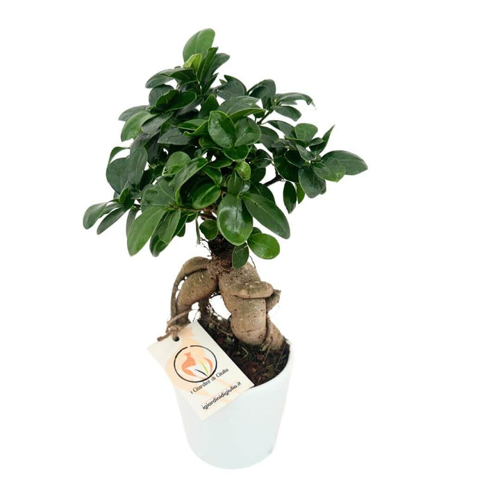 Bonsai ficus ginseng in vaso Dallas