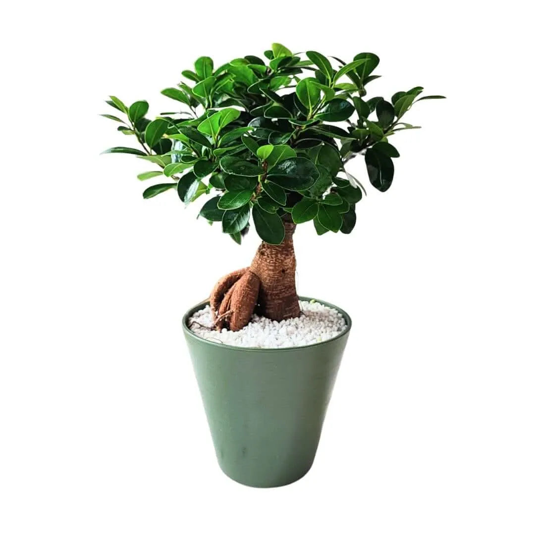 Dettaglio del tronco e fogliame lucido del Bonsai Ficus Ginseng

