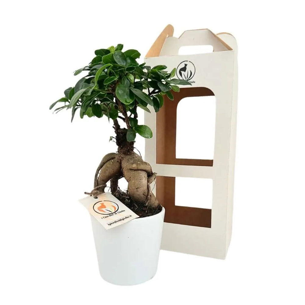 Bonsai Ficus Ginseng con confezione regalo in cartone firmata I Giardini di Giulia