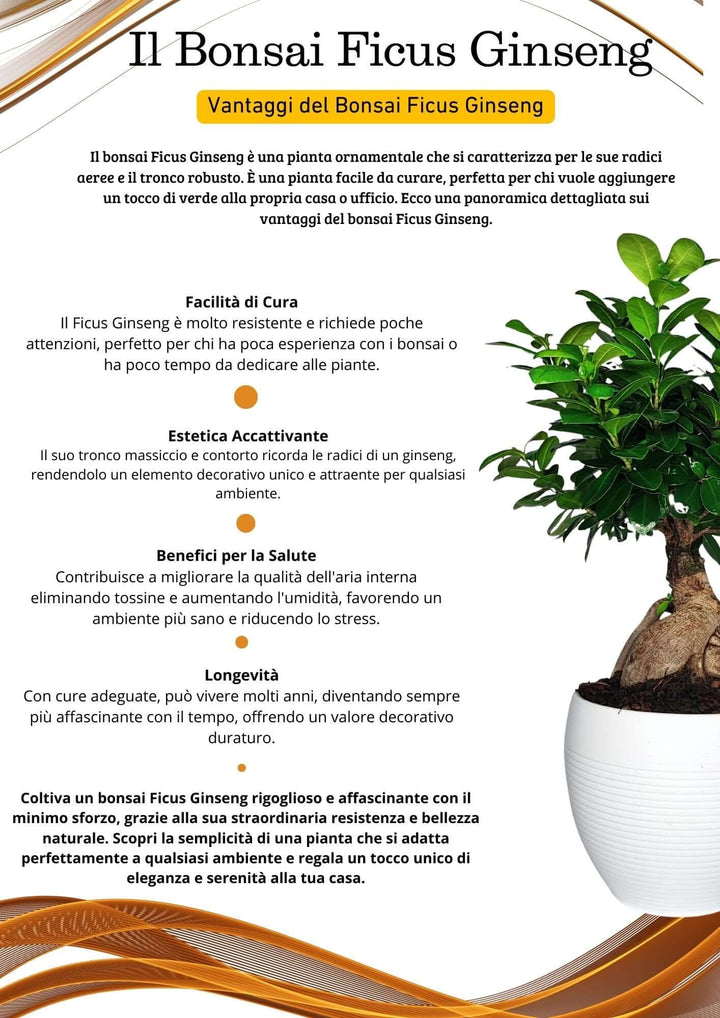 Bonsai Ficus Ginseng - Altezza Pianta 65 cm, Vaso di Ceramica 'Manacor' Diametro 20 cm
