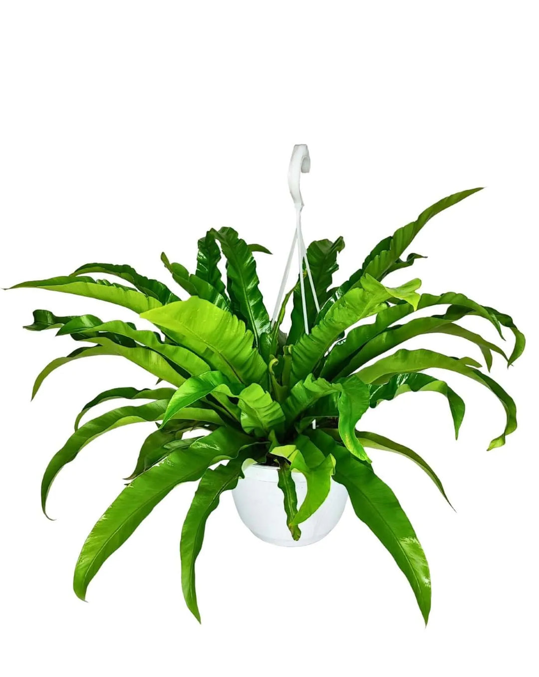 Pianta Asplenium Anticum con fronde ondulate in vaso basket bianco

