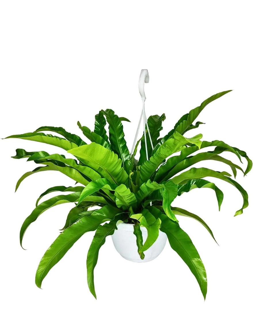 Pianta Asplenium Anticum con fronde ondulate in vaso basket bianco

