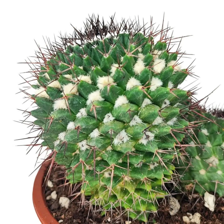 Dettaglio ravvicinato della Mammillaria Gracilis con spine sottili e segmenti geometrici verdi.