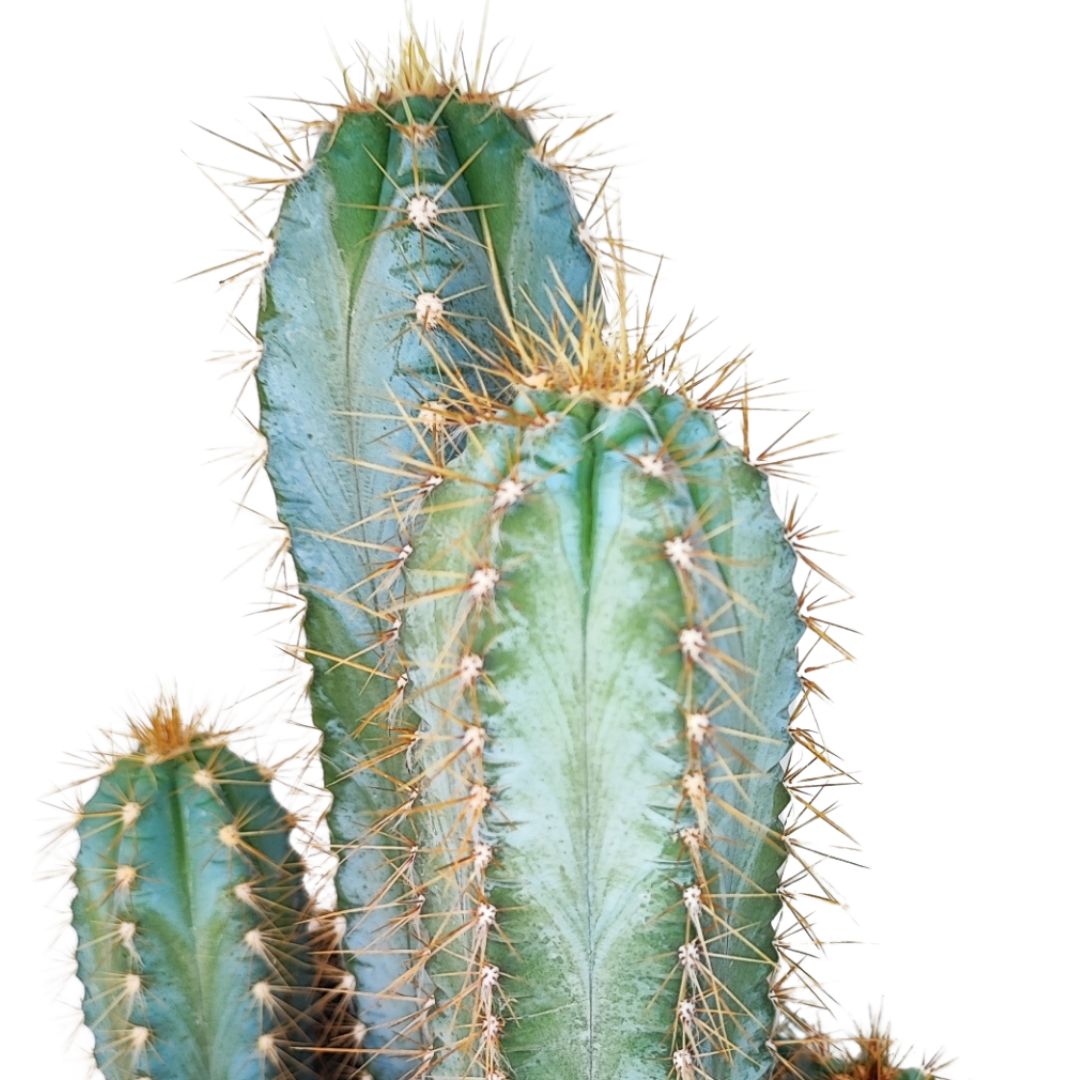 Cactus pilosocereus azureus H.37 D.17 cm - i Giardini di Giulia