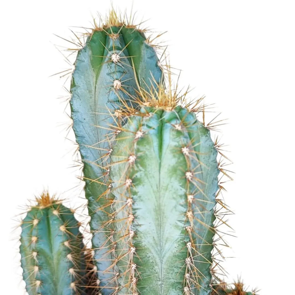 Dettaglio delle costolature e spine del cactus Pilosocereus Azureus con sfumature blu.

