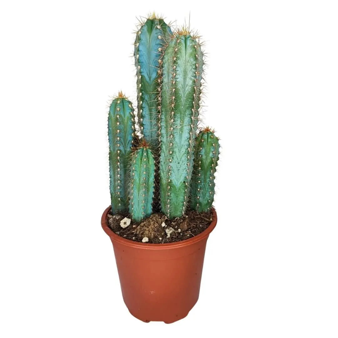 Vista intera cactus Pilosocereus Azureus in vaso da 17 cm, portamento slanciato e colore blu-verde.

