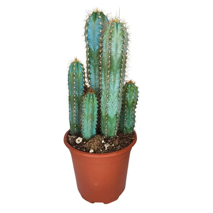 Vista intera cactus Pilosocereus Azureus in vaso da 17 cm, portamento slanciato e colore blu-verde.

