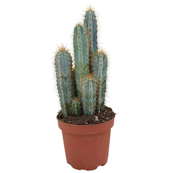 Composizione verticale di cactus Pilosocereus Azureus in vaso marrone, tonalità azzurre evidenti.

