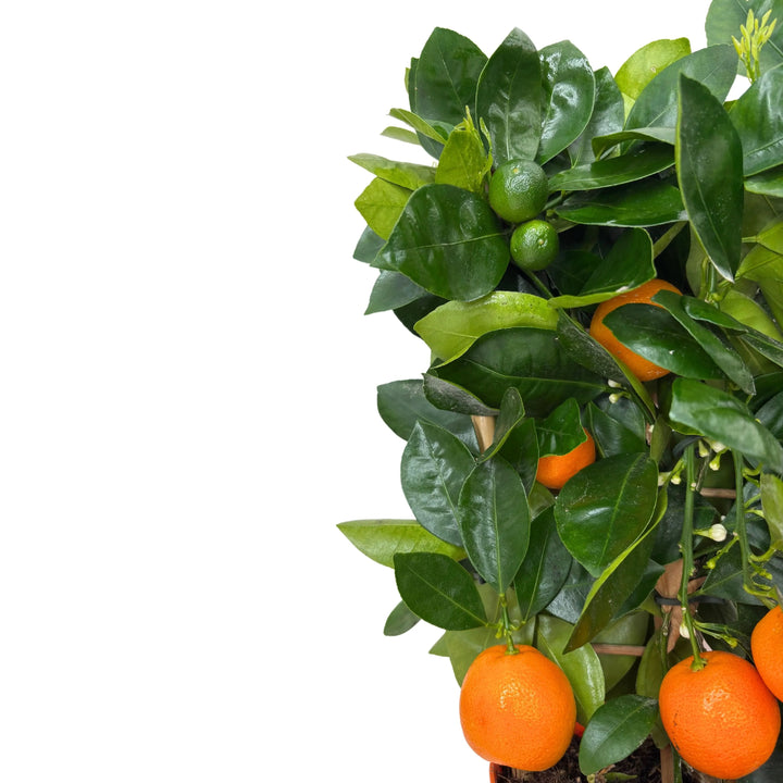 Calamondino D. 15 cm H. 40 cm - i Giardini di Giulia