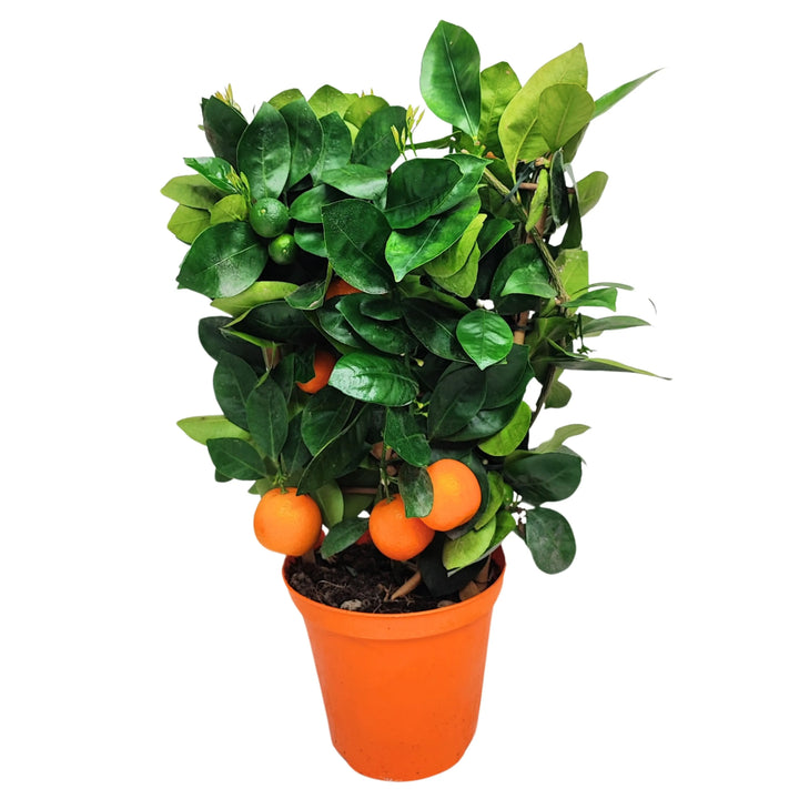 Calamondino D. 15 cm H. 40 cm - i Giardini di Giulia