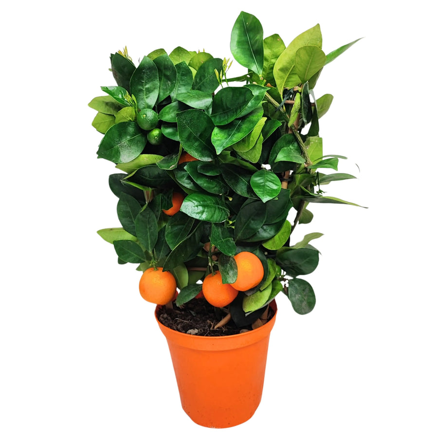 Calamondino D. 15 cm H. 40 cm - i Giardini di Giulia