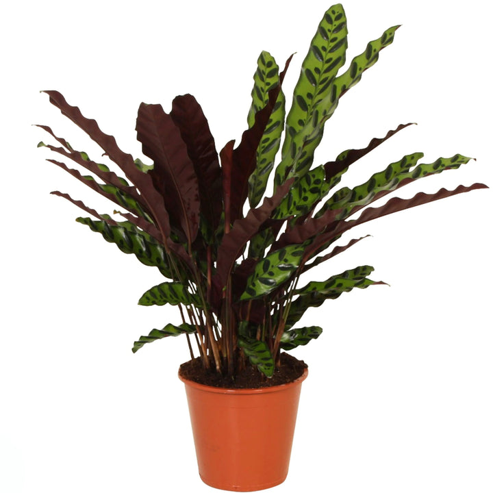Pianta alta con foglie strette e arricciate verde chiaro con macchie scure, in vaso marrone da vivaio.