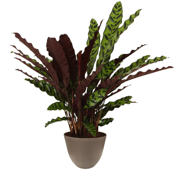 Pianta con foglie lunghe verde chiaro screziate e retro porpora, contenuta in vaso tortora.