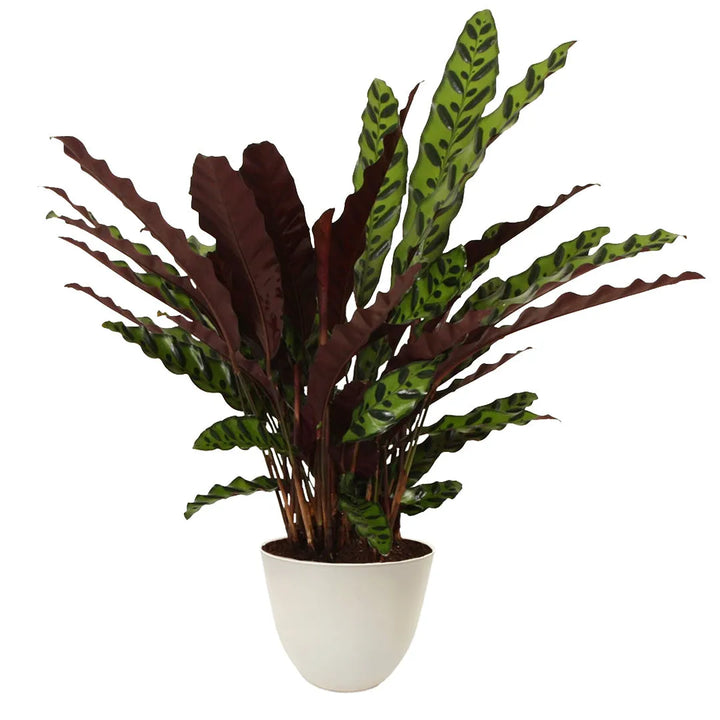 Pianta con foglie strette e lunghe ondulate, verde chiaro con disegni scuri, in vaso avorio.