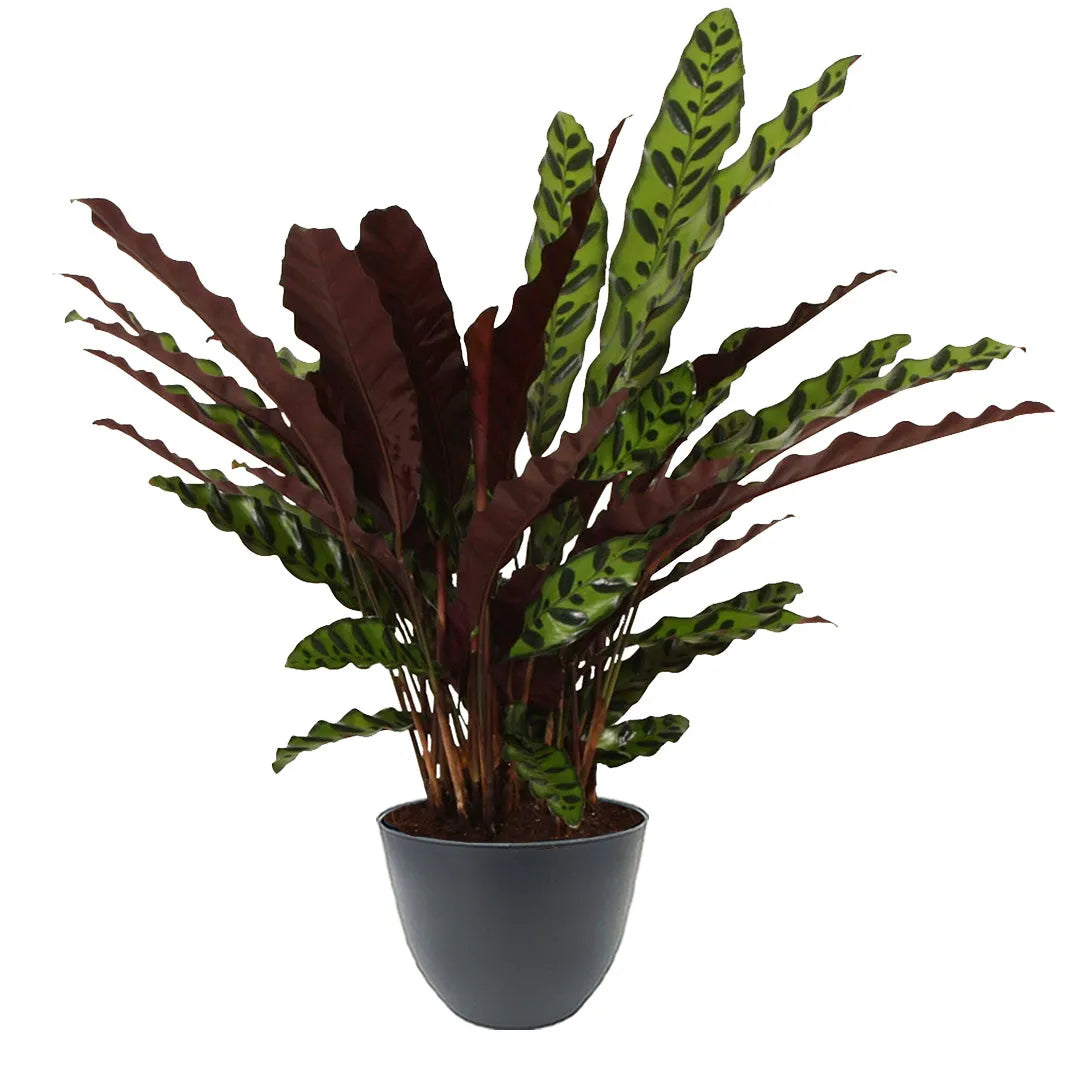 Pianta con foglie allungate ondulate verde chiaro e bordeaux, in vaso antracite.