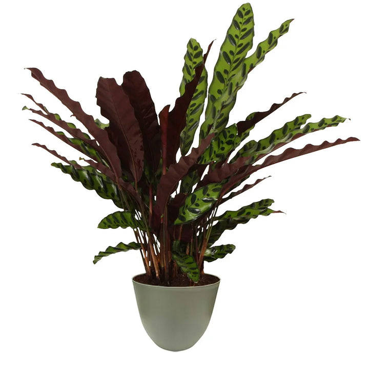 Foglie ondulate verdi con motivi scuri e parte inferiore bordeaux, in vaso verde.