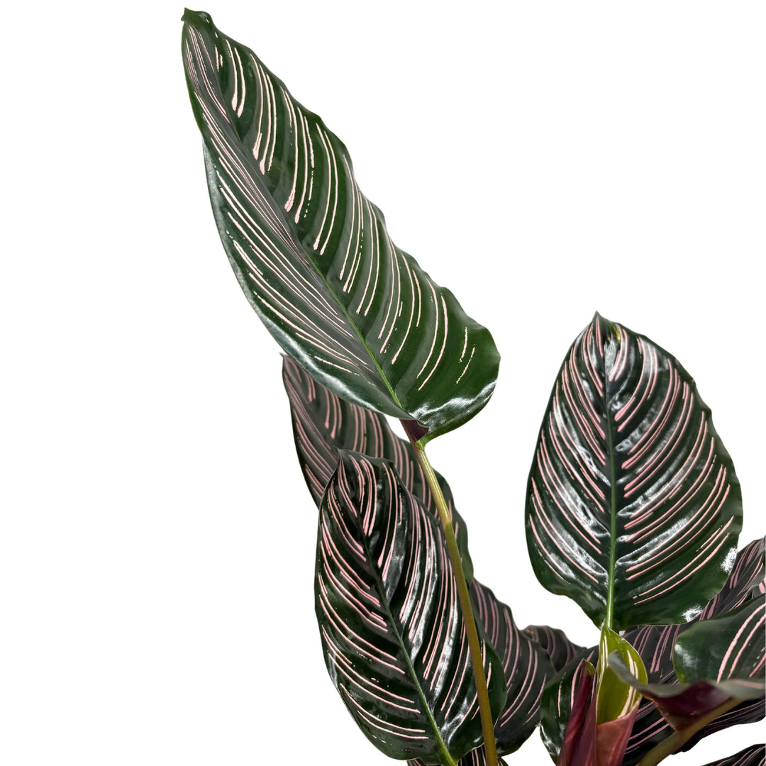 Dettaglio foglie Calathea Ornata con venature rosa su fondo verde scuro

