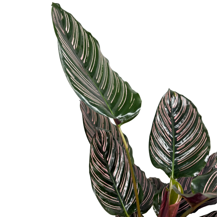Dettaglio foglie Calathea Ornata con venature rosa su fondo verde scuro

