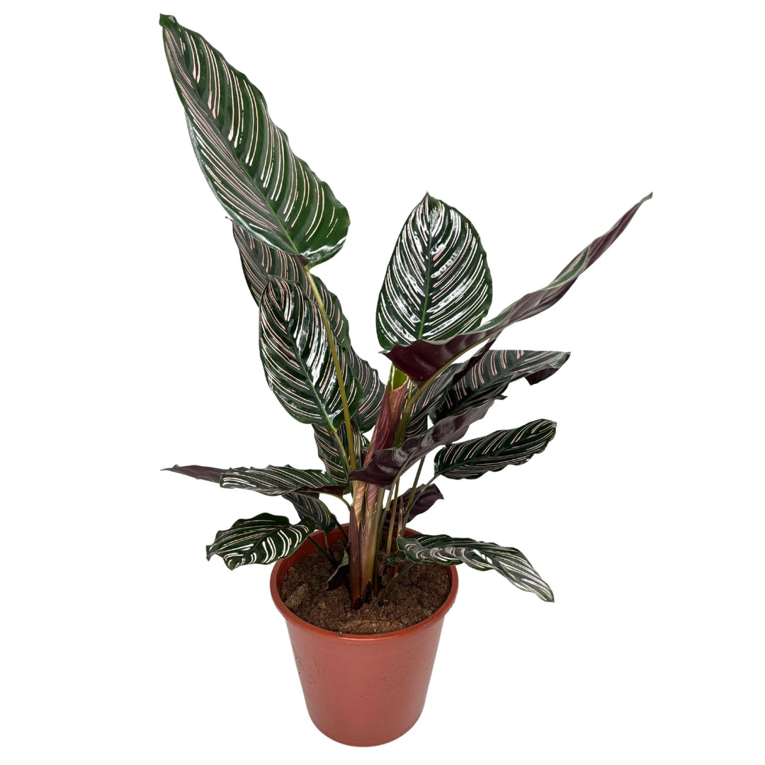 Calathea Sanderiana Ornata in vaso da 19 cm con foglie striate rosa

