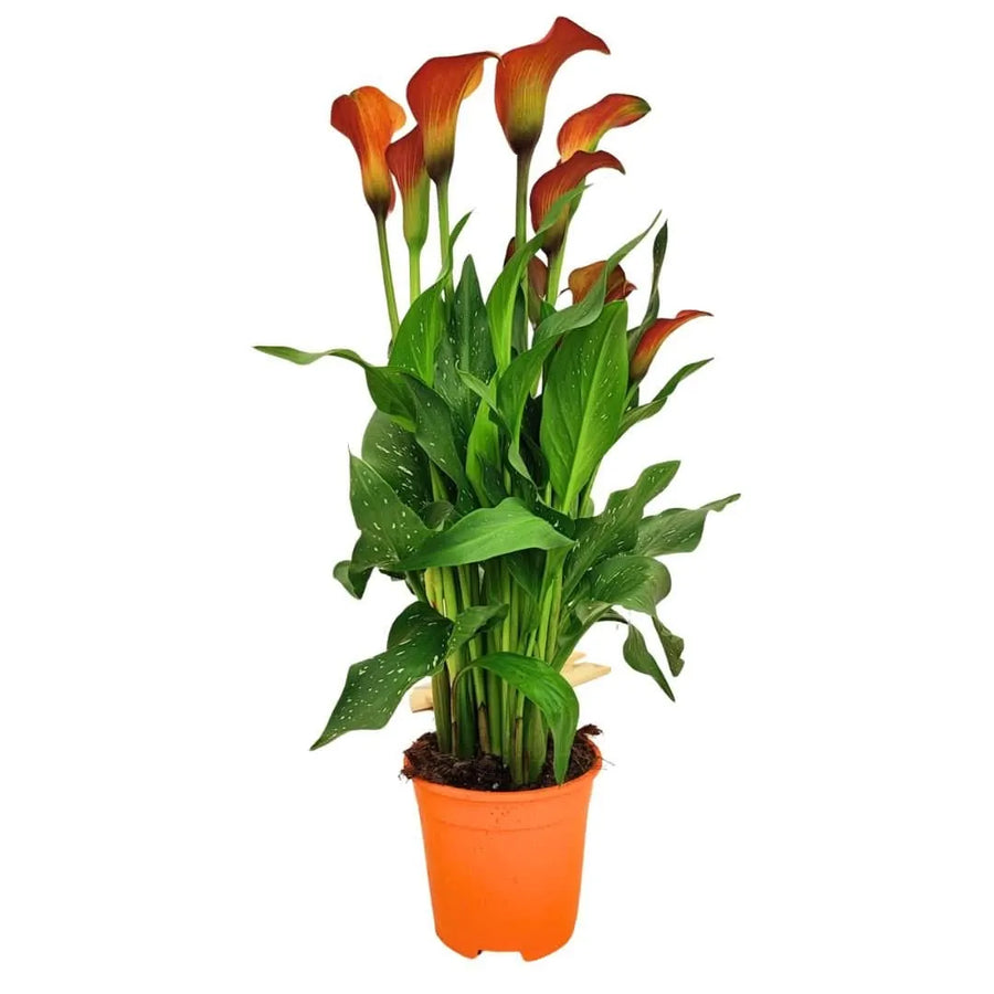Calla colorata in vaso arancione Ø15 cm – vista intera