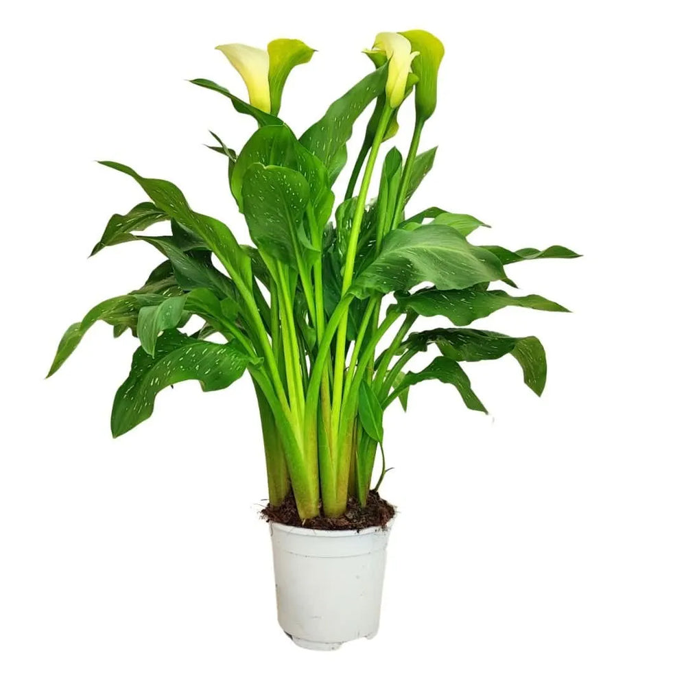 Calla fiorita bianca in vaso Ø15 cm – pianta da interno o esterno