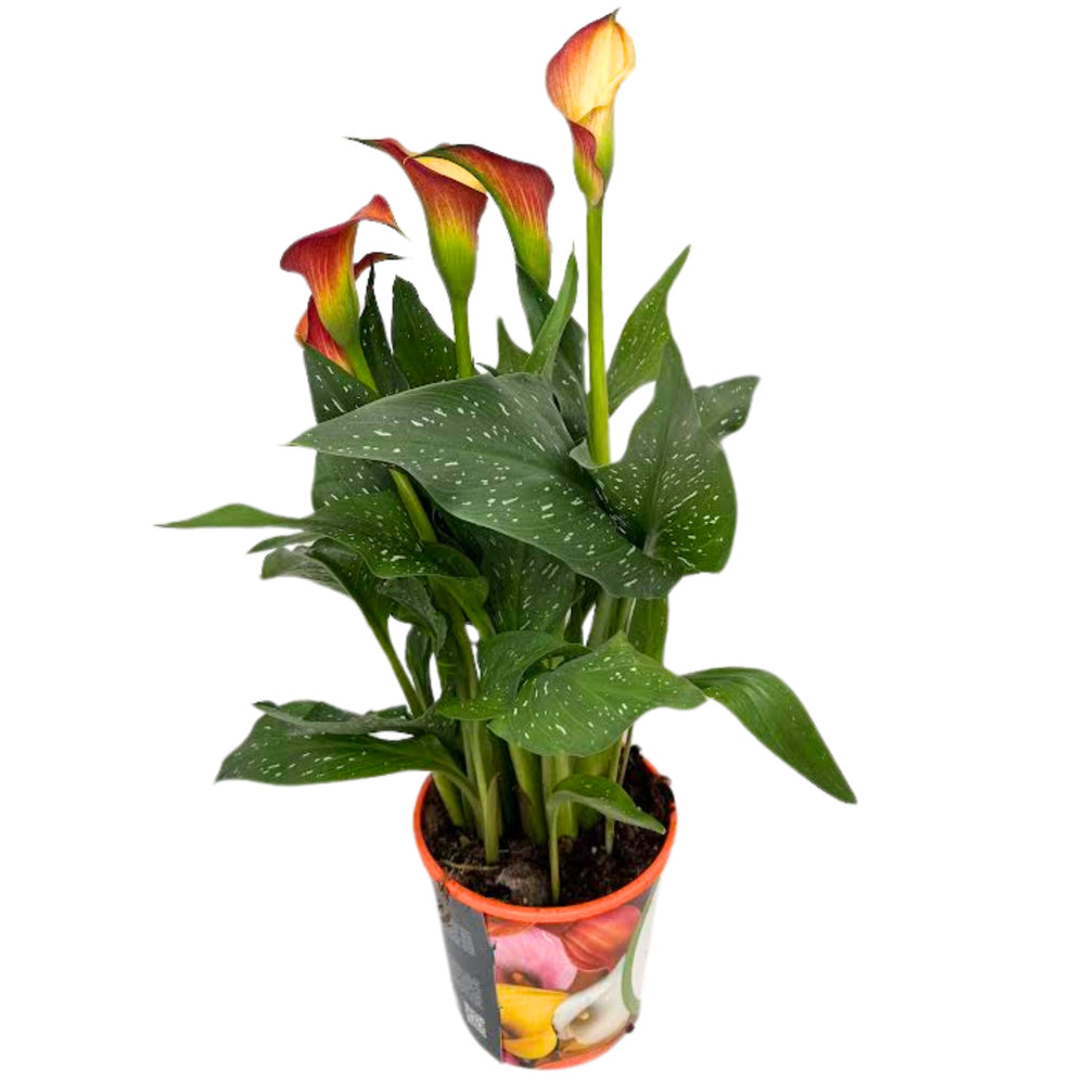 CALLA COLORATA D. 15 cm H. 50 cm - i Giardini di Giulia