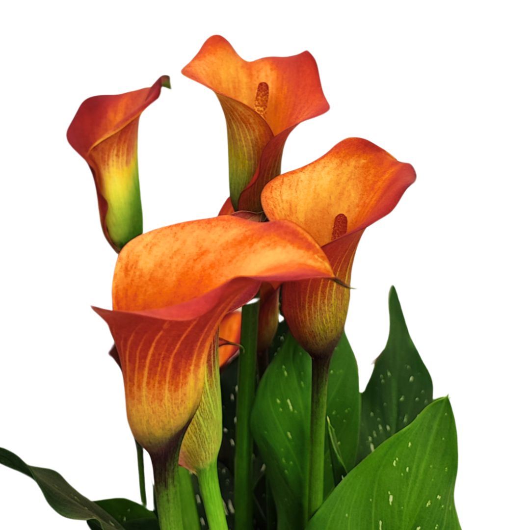 CALLA COLORATA D. 15 cm H. 50 cm