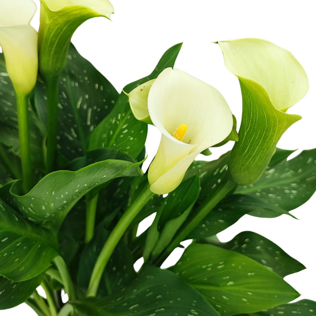 CALLA COLORATA D. 15 cm H. 50 cm