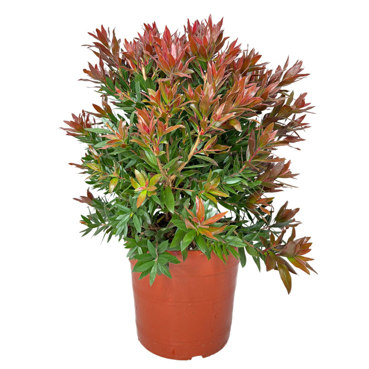 Callistemon Red Roket D. 24 CM H. 60 CM - i Giardini di Giulia