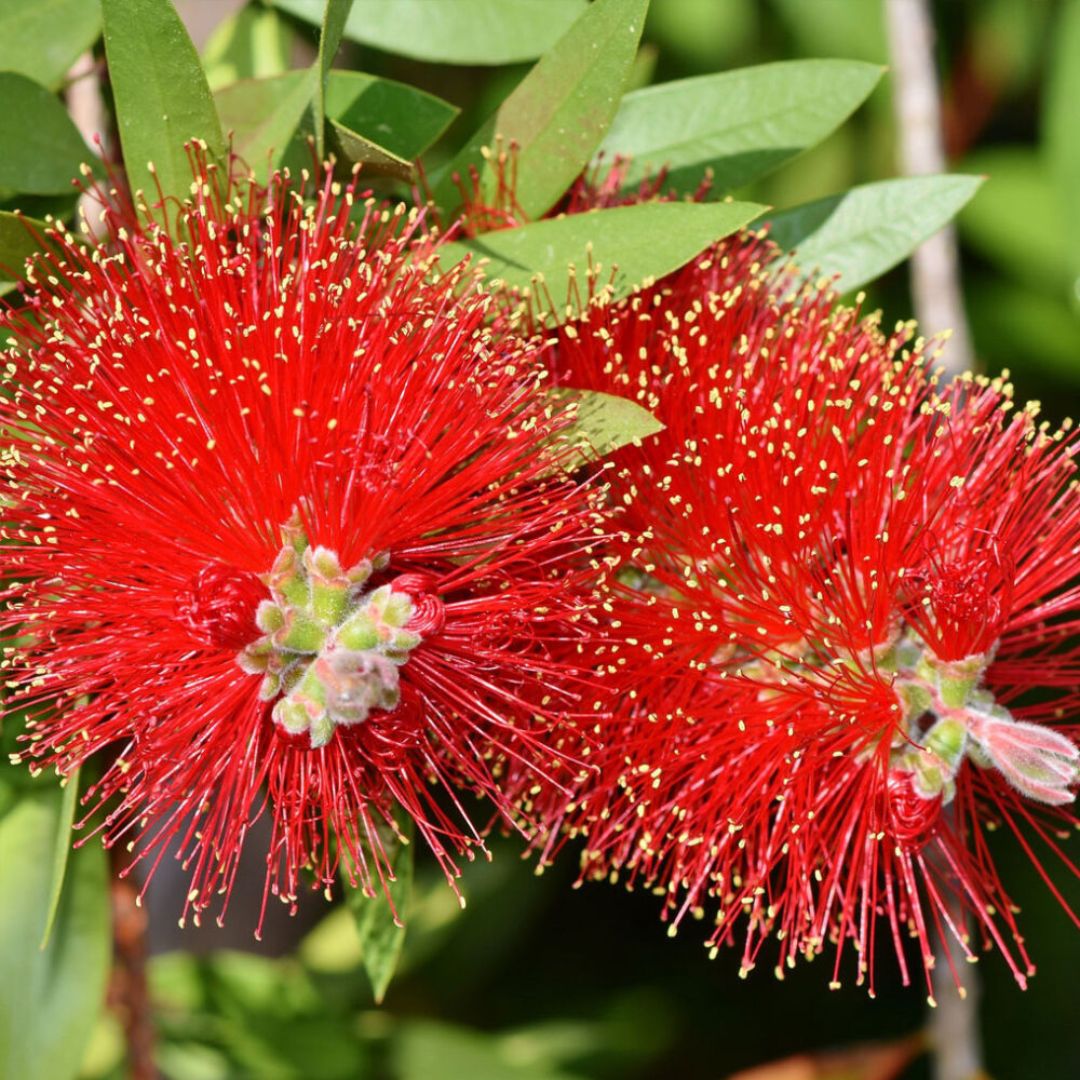 Callistemon Red Roket D. 24 CM H. 60 CM - i Giardini di Giulia