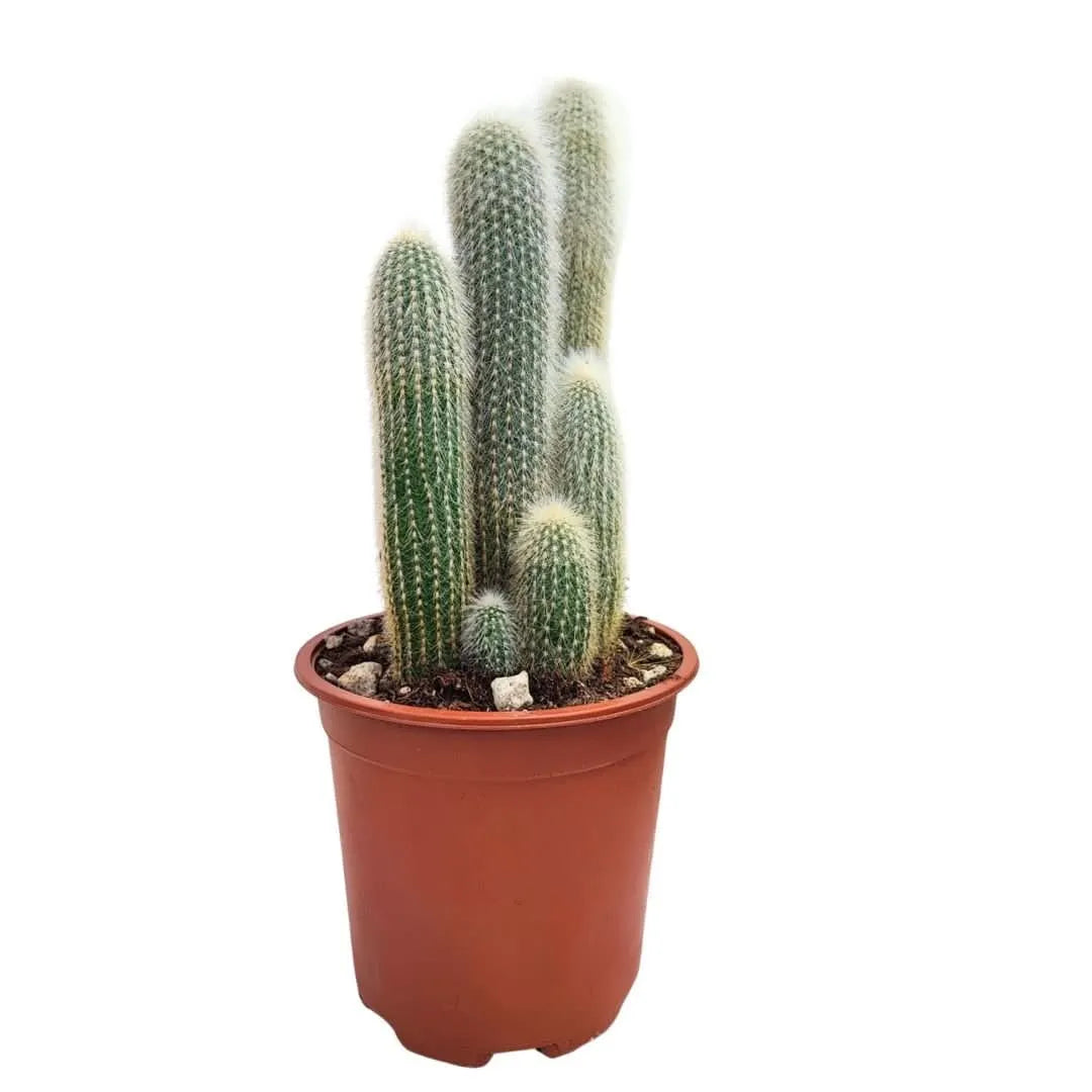 Cactus Cephalocereus Senilis con setole bianche in vaso da 17 cm




