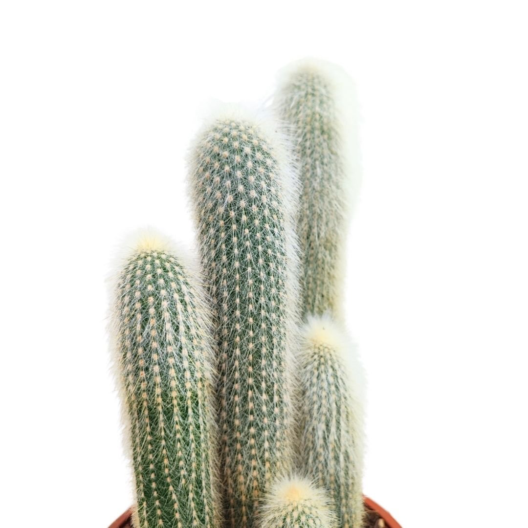 Cephalocereus senilis H.38 D.17 cm - i Giardini di Giulia